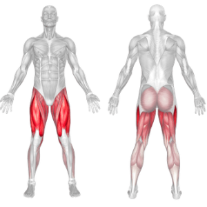 Muscles used discount in leg press