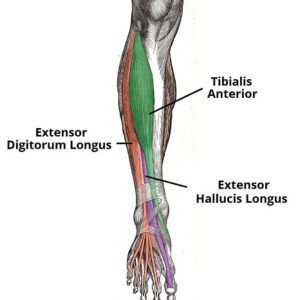 Standing Ankle Dorsiflexion 2 Anterior Calves