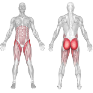 Banded Thigh Fly Muscles Worked