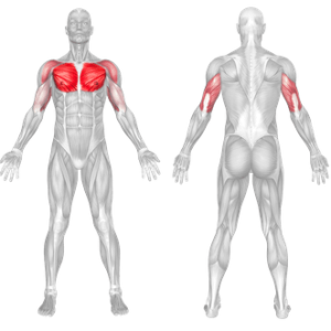 Incline Dumbbell Press 2 Bench Press Muscle work