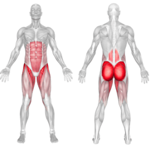 Reverse Hyperextension Machine 2 Glute bridge muscle worked