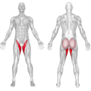 Hip Adduction Machine Muscles Worked