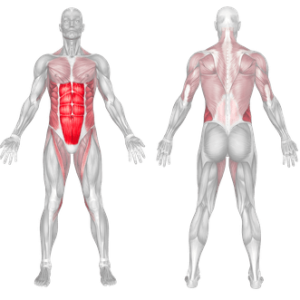 Muscles used in a crunch sale