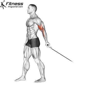 One Arm Cable Curl To Maximize Strength And Symmetry Gains