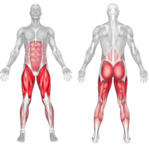 Pistol squat muscle worked