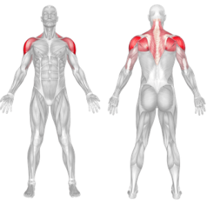 Lying Cable Reverse Fly 2 Rear Lateral Dumbbell Raise musle
