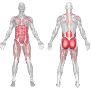 opposite arm and leg raise muscles