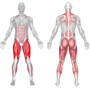 barbell hack squat muscle worked