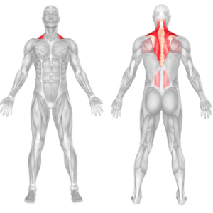 Dumbbell Shrug 2 barbell shrug muscle worked