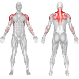 barbell upright row