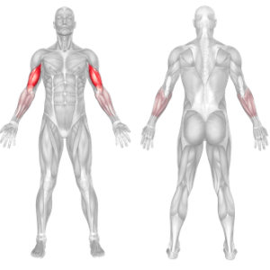 Seated Biceps Curl 2 biceps anatomy