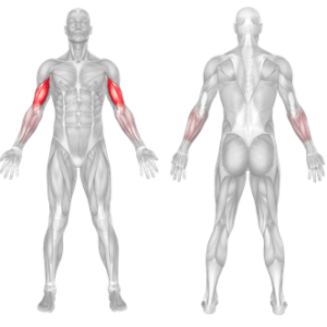 biceps anatomy