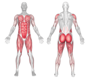 burpee muscle worked