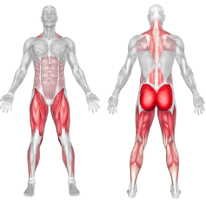 deadlift muscles worked diagram