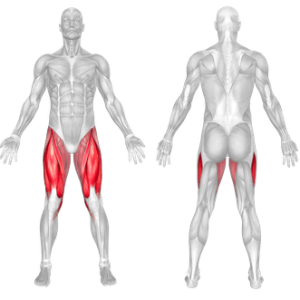 Leg Extension 2 leg extension muscle worked