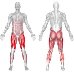 lateral jumps muscles used