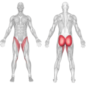 muscle worked in the hip adduction machine