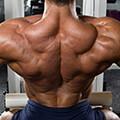 muscular anatomy backs