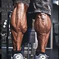 muscular anatomy calves
