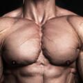 muscular anatomy pecs