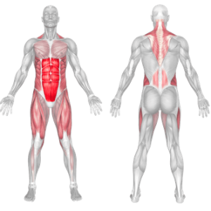 Plank 2 plank muscle worked