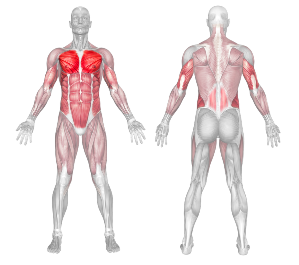 push-up muscles worked