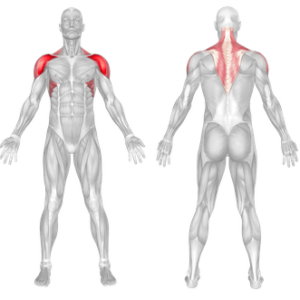 How To Do Dumbbell Front Raise - Benefits, Muscles Worked