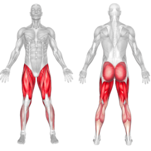 sumo squat muscle worked