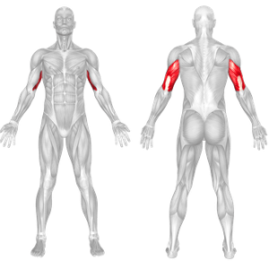 One Arm Reverse Pushdown Muscles Worked And Benefits