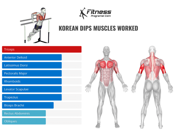 Korean Dips Muscles Worked