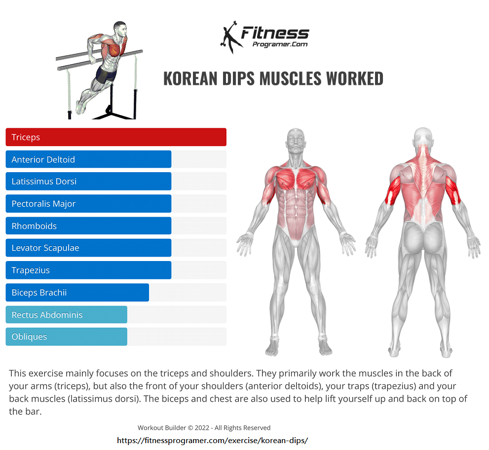Korean Dips Muscles Worked