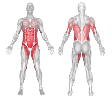 Ab wheel back online muscles