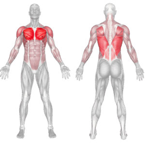 Barbell Pullover 2 Barbell Pullover Muscles Anatomy