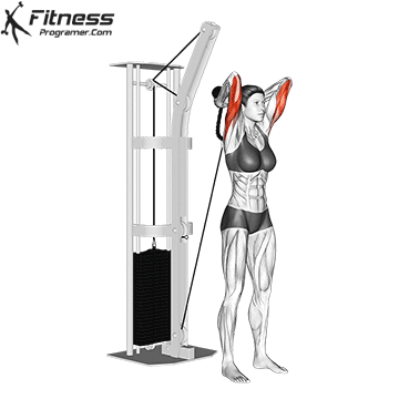 Biceps Triceps Workout Routine Created By Maninder Pal Singh