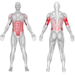 High Pulley Overhead Tricep Extension 2 High Pulley Overhead Tricep Extension muscles worked
