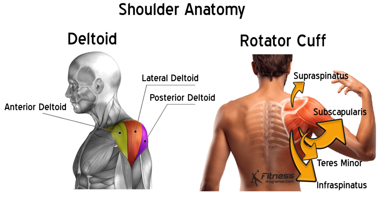 shoulder anatomy