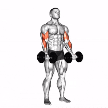 How To Do Zottman Curl Benefits And Muscles Worked How To Do Zottman Curl Benefits And Muscles Worked