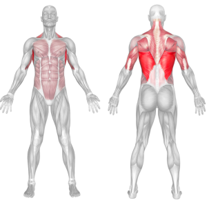 Cable STRAIGHT ARM PULLDOWN Muscles Worked