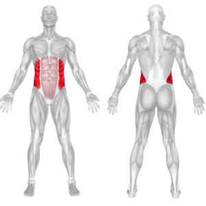 Cross Crunch 2 Dumbbell side bend muscle worked