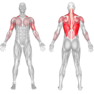 Reverse Lat Pulldown muscles worked