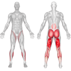 Standing Cross Leg Hamstring Stretch Muscles Worked
