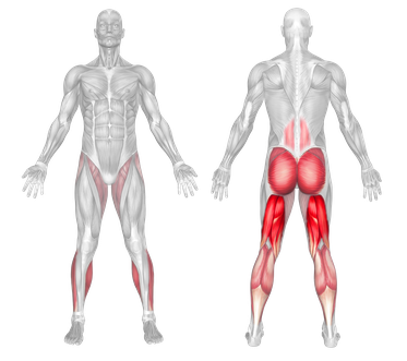 Standing Cross Leg Hamstring Stretch Muscles Worked