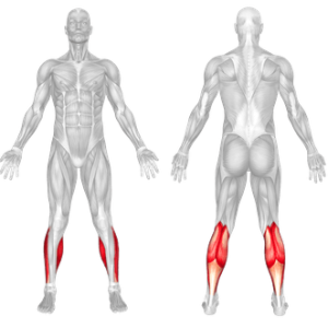 HALF KNEELING CALF RAISE 