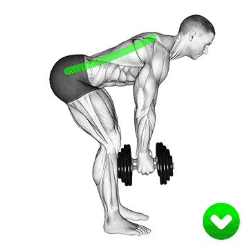 Bent Over Dumbbell Rows Bent Over Dumbbell Rows