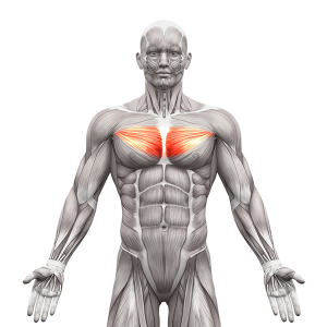 inner chest anatomy