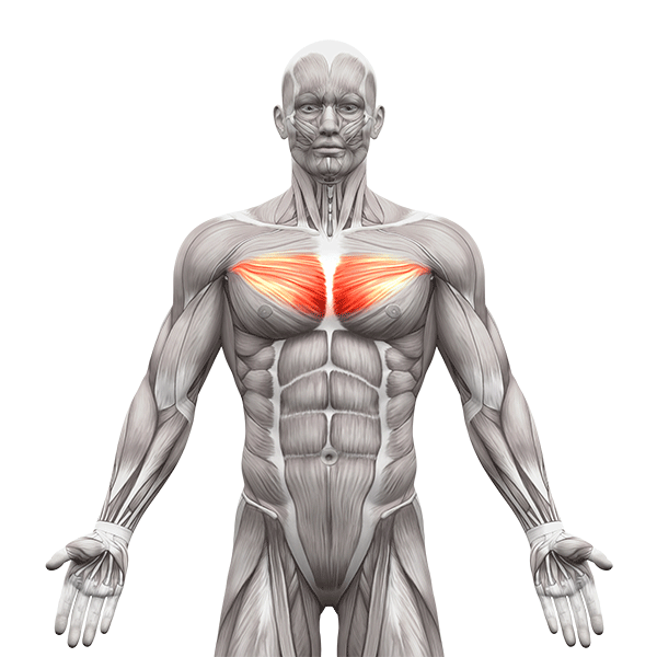inner chest anatomy