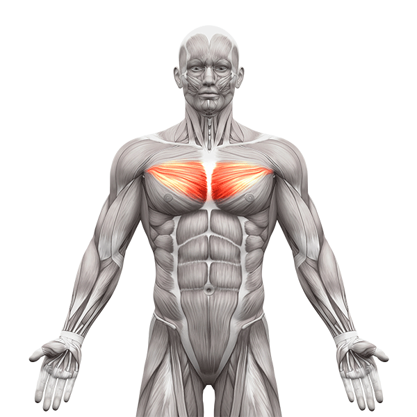 How To: Pec Deck Fly  Muscles Worked And Benefits