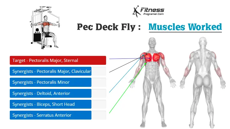 pec deck fly muscles worked