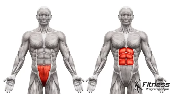 upper and lower abs