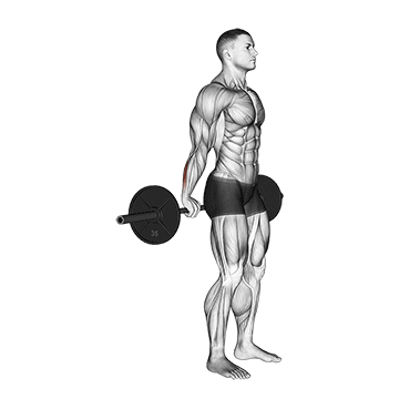 Behind The Back Barbell Wrist Curl